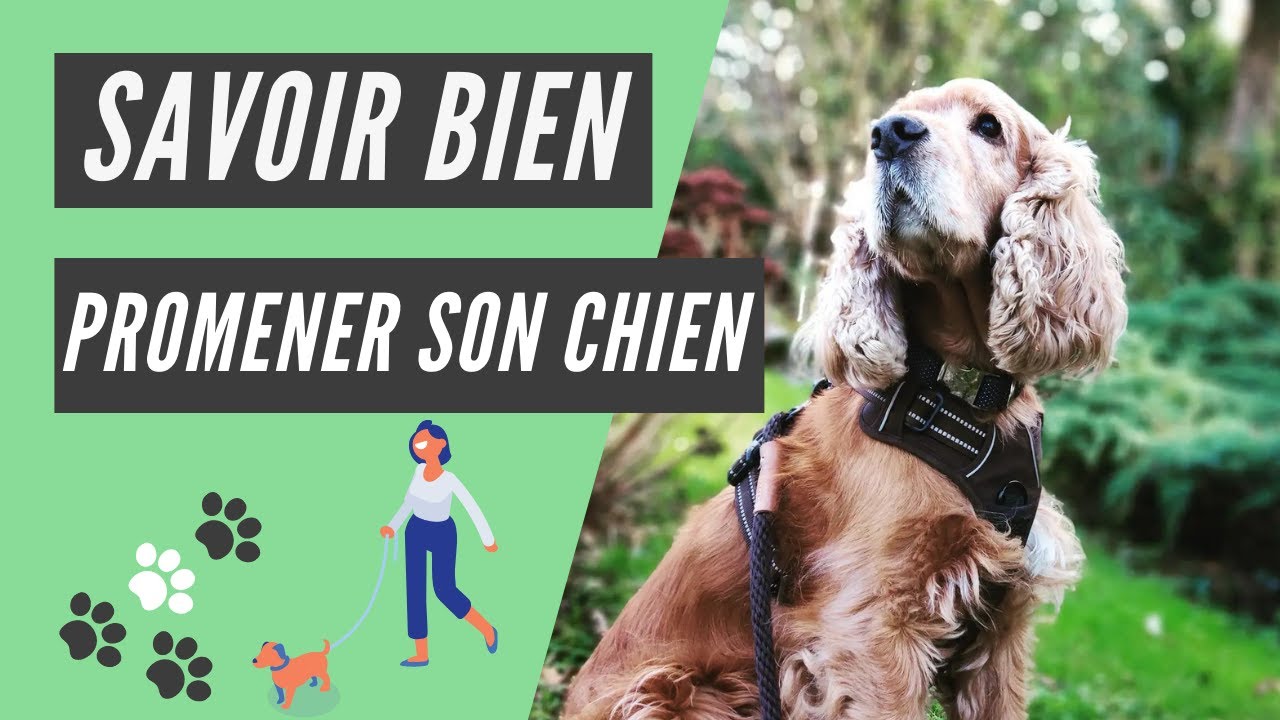 Promener son chien : tout ce qu'il faut savoir pour une balade au TOP !