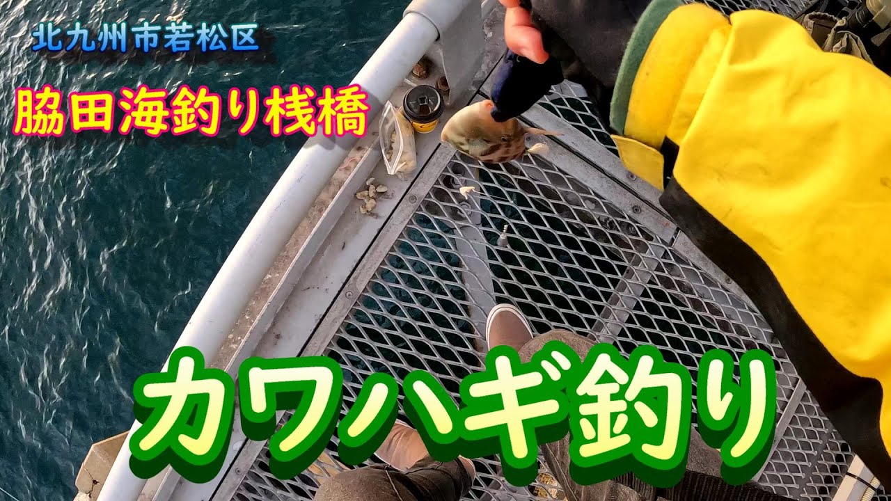 【脇田海釣り桟橋でカワハギ】まもなく脇田海釣り桟橋でカワハギ釣り大会が開催されます！直前にカワハギがいるポイントを調査してきました。