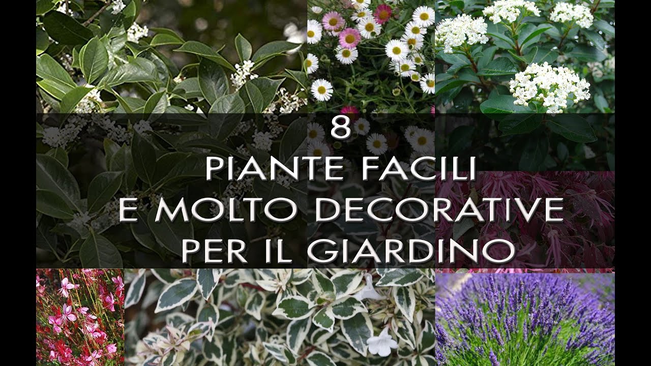8 piante facili e molto decorative per il giardino 🌸🌺🌼