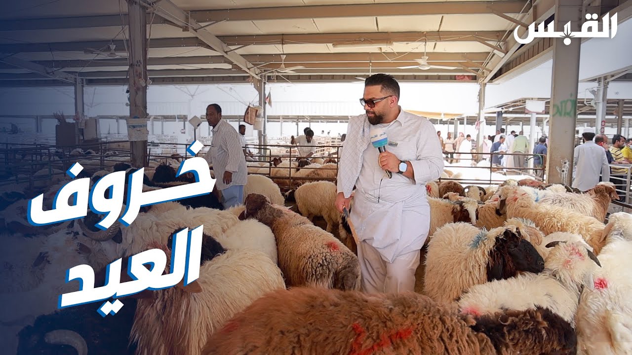 عبدالله يبحث عن خروف العيد في الصفاة.. والأسعار نار