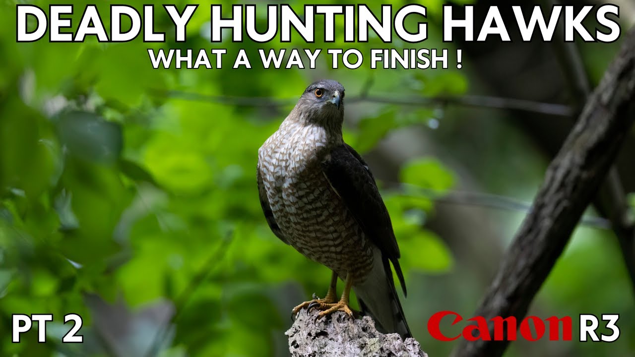 The Hunter | Deadly Birds of Prey | One of the Best Days for wildlife photography using the Canon R3
