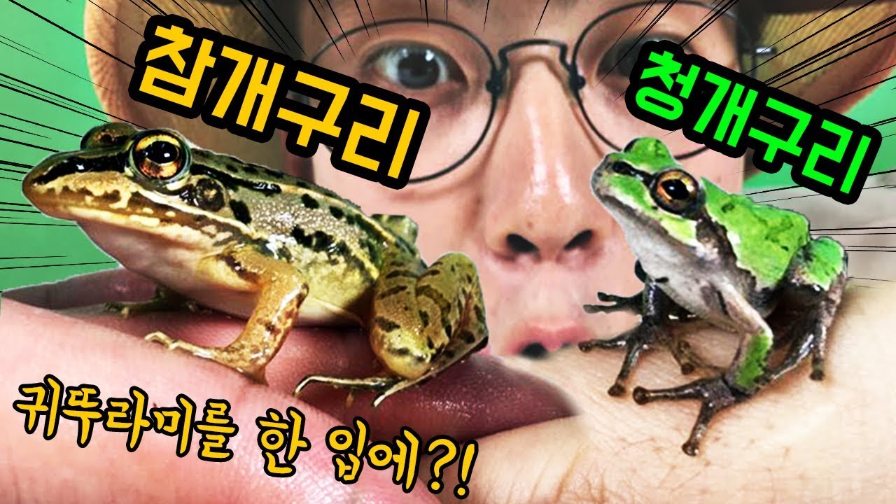 참개구리/청개구리 관찰, 귀뚜라미를 한 입에?! _ 에그박사와 곤충친구들