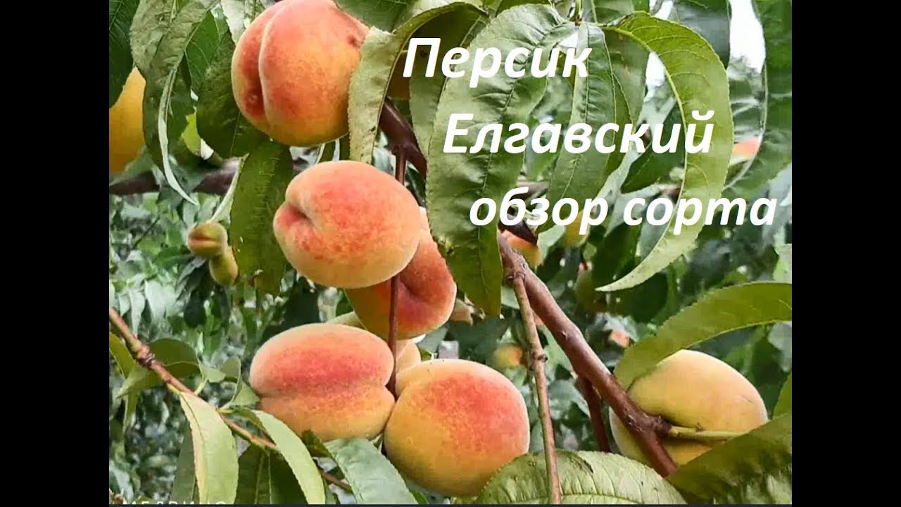 Персик Елгавский обзор сорта
