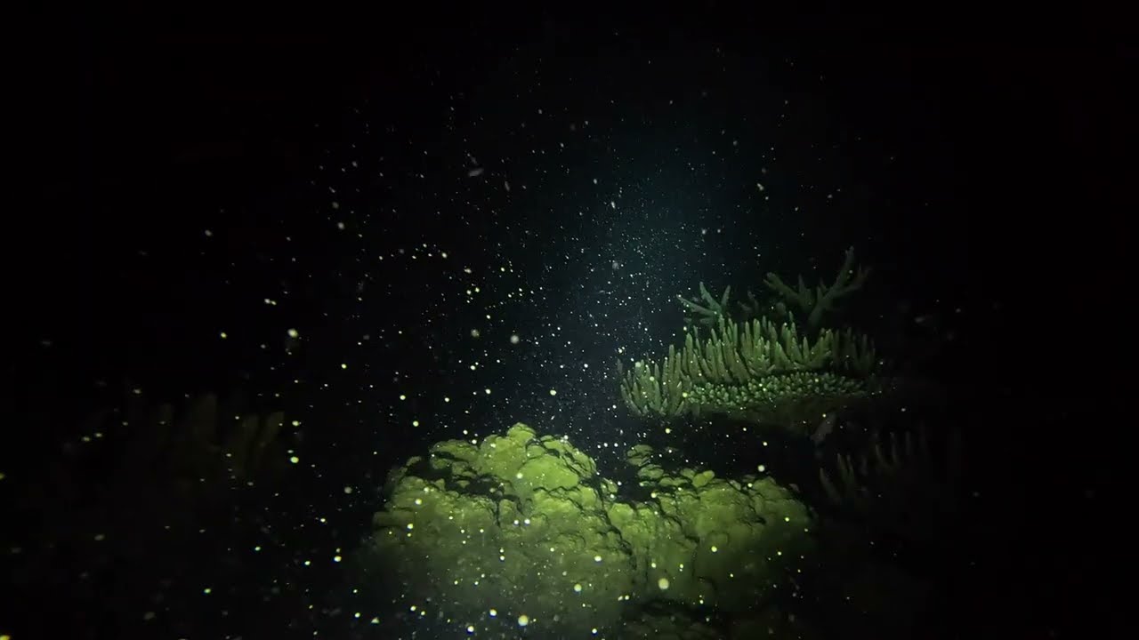 Fiji Coral Spawning Highlights October 2024