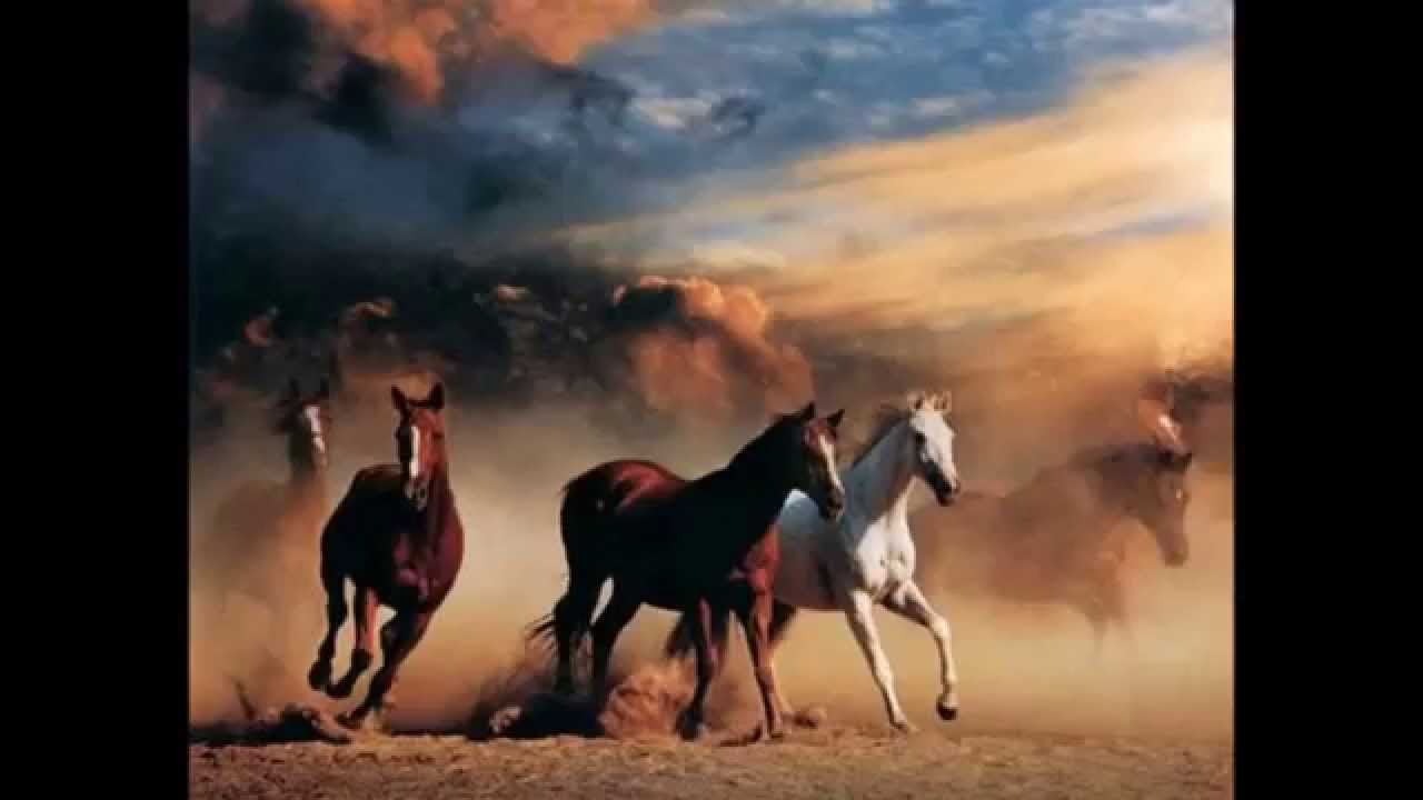 The Horse Tamer's Daughter (The Horse Tamers Daughter)