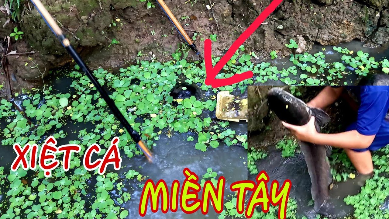 XIỆT CÁ MIỀN TÂY , CẶP CÁ KHỦNG 6 KG CHẠY NHƯ MA NHÁT ./ cảnh miền tây 84 .