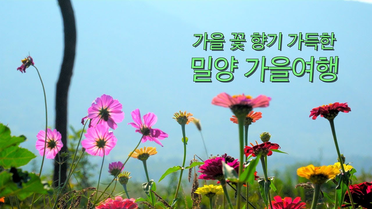 가을여행/ 가을꽃 향기 그윽한 밀양 가을여행/밀양 구절초/해바라기/백일홍 꽃여행/Autumn trip to Miryang in Korea with romance/삼문송림 구절초