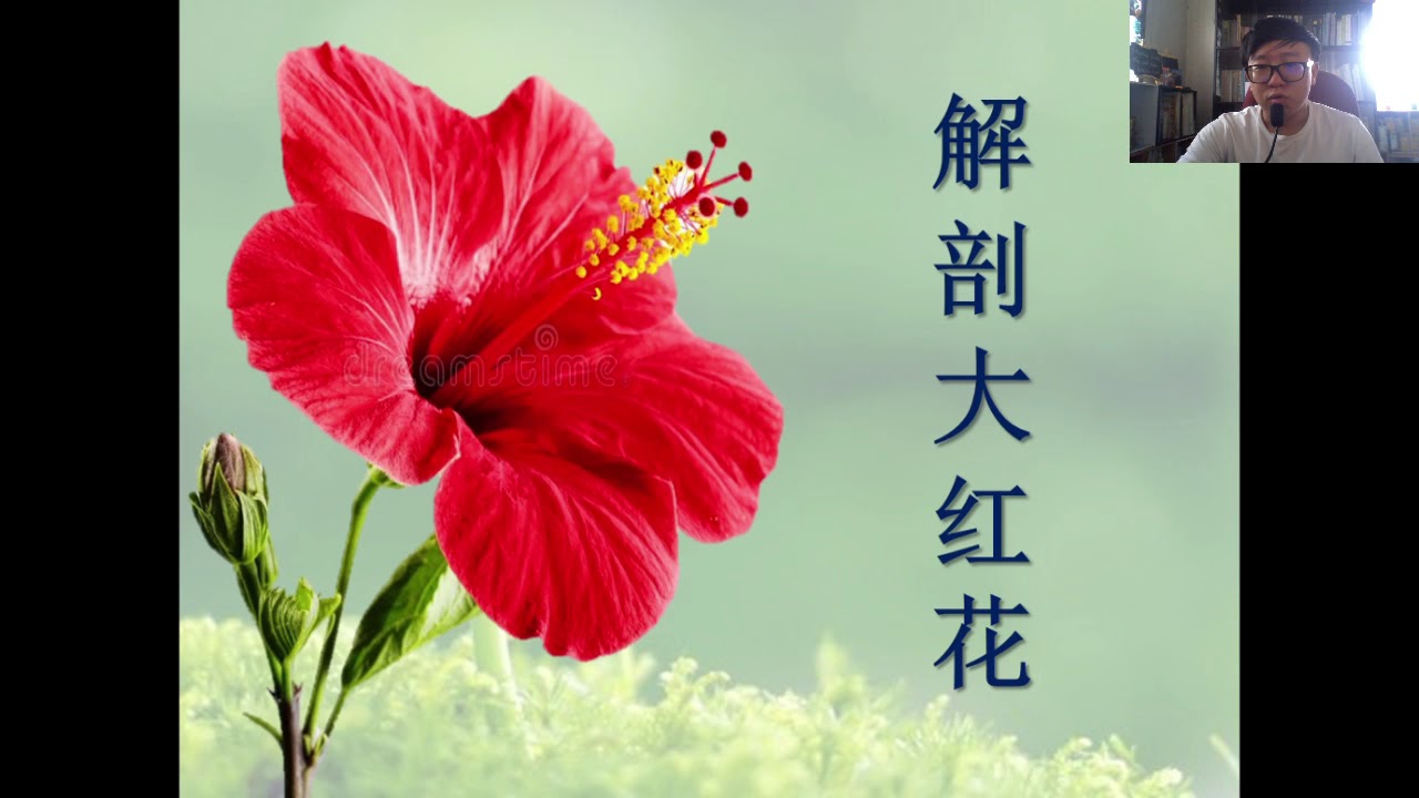 初中科学 J2  6.4 /6.5.1/6.5.2：花的结构/传粉方式/传粉媒介   05042020