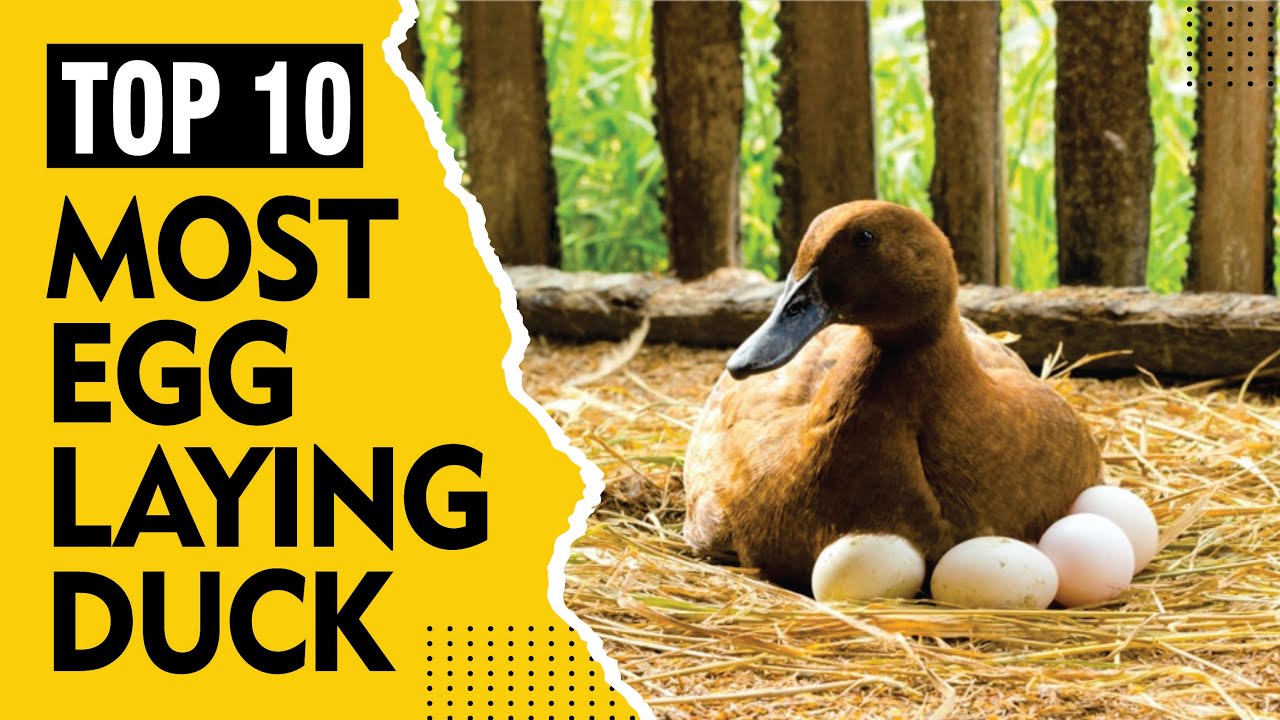 11 Best Duck Breeds for Eggs | Khaki Campbell, Indian Runner, Buff, Welsh Harlequin, Magpie, Ancona