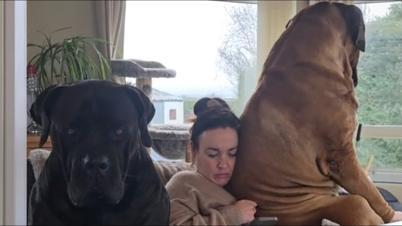 Zwei 90 Kilo Boerboels eroberten erst das Sofa—Dann ihr komplettes Leben