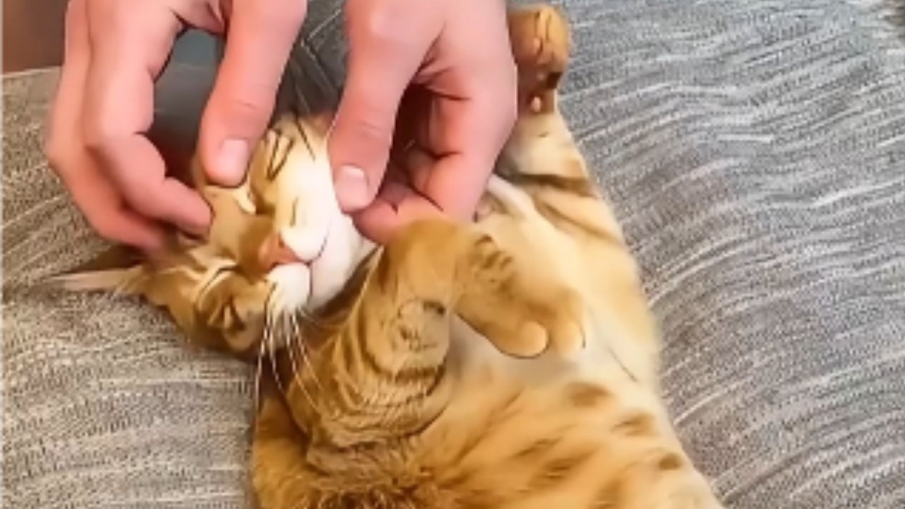 This Cat Helped Us Heal After Losing Dad – His Story Will Make You Cry