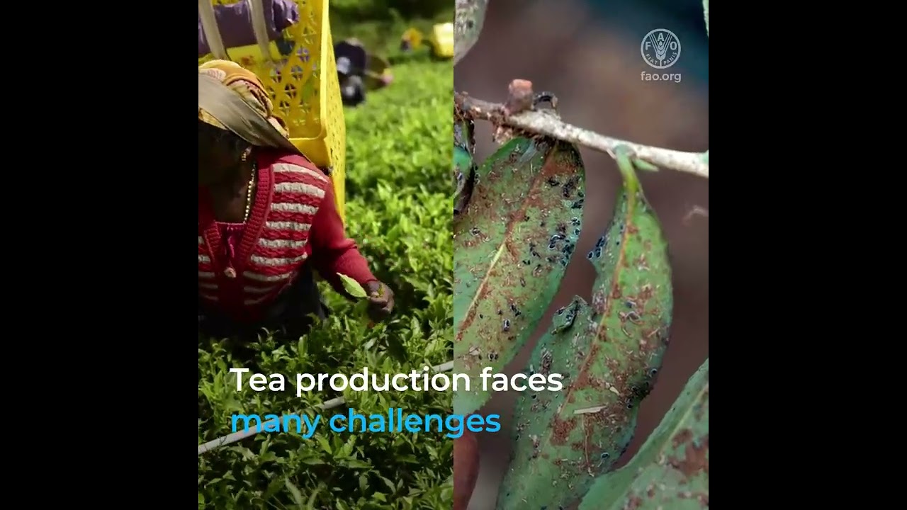 Celebrating tea and tea farmers