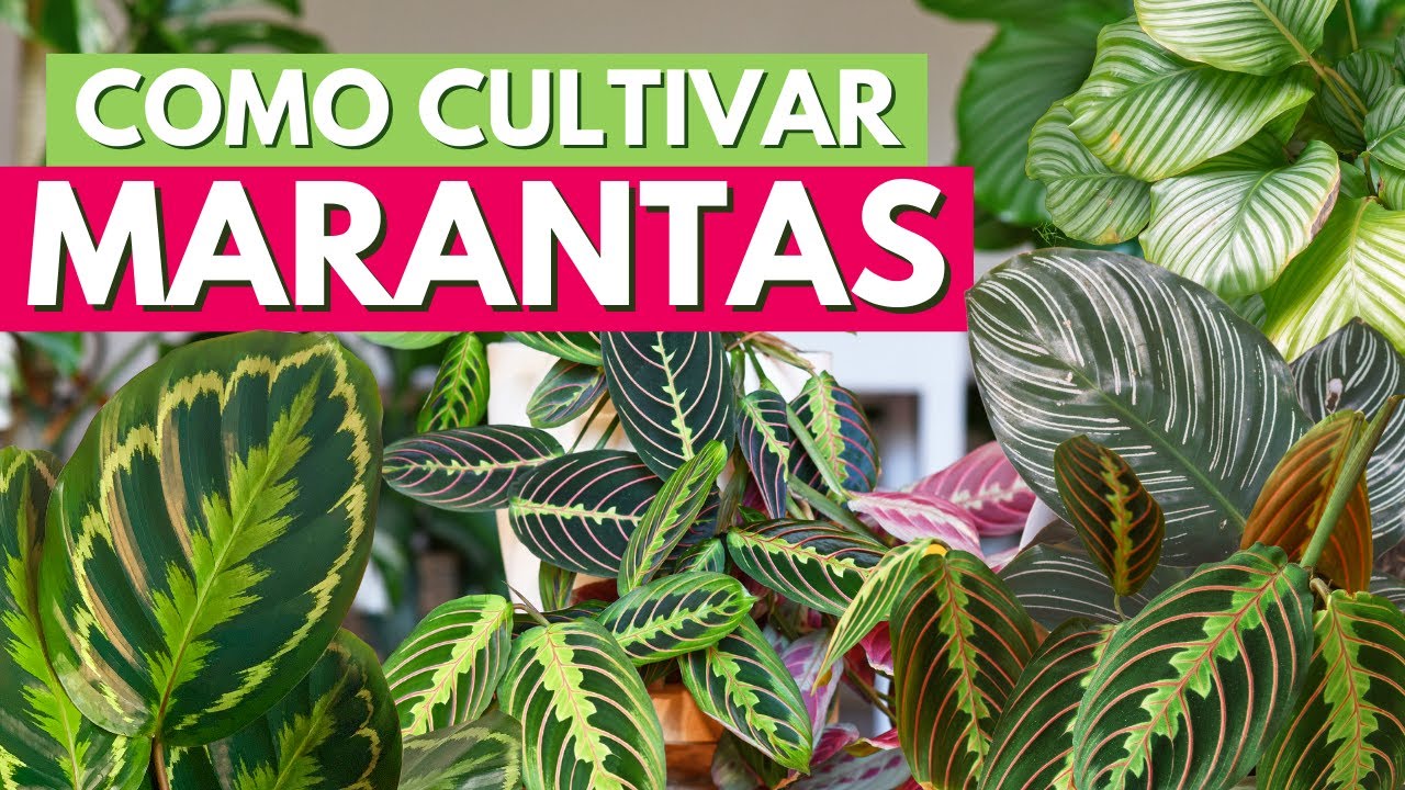 COMO CULTIVAR MARANTAS OU CALATÉIAS! DICAS DE CULTIVO E RECEITA DE SUBSTRATO! CANAL MEU QUINTAL