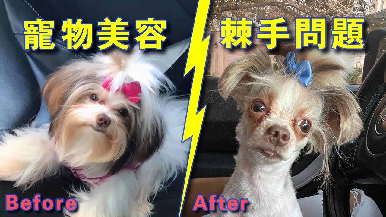 寵物美容店的棘手問題：美容結果不滿意怎麼辦？寵物美容師安全嗎？如何對待強勢員工？寵物美收入如何？【北美生活】創業|Pet Grooming|探店|寵物|寵物美容