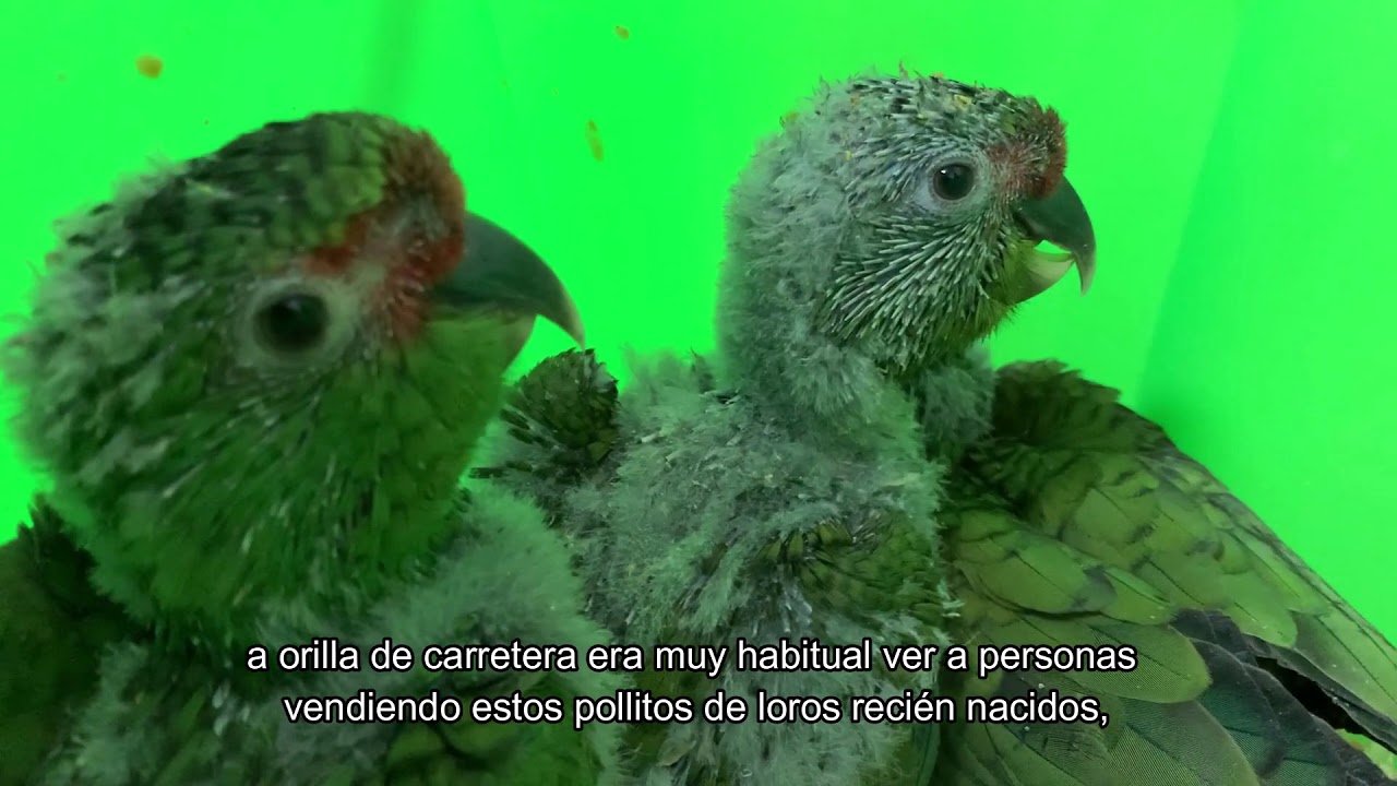 BUIN ZOO TE ACOMPA&Ntilde;A EN CASA (Las cr&iacute;as de Choroy)