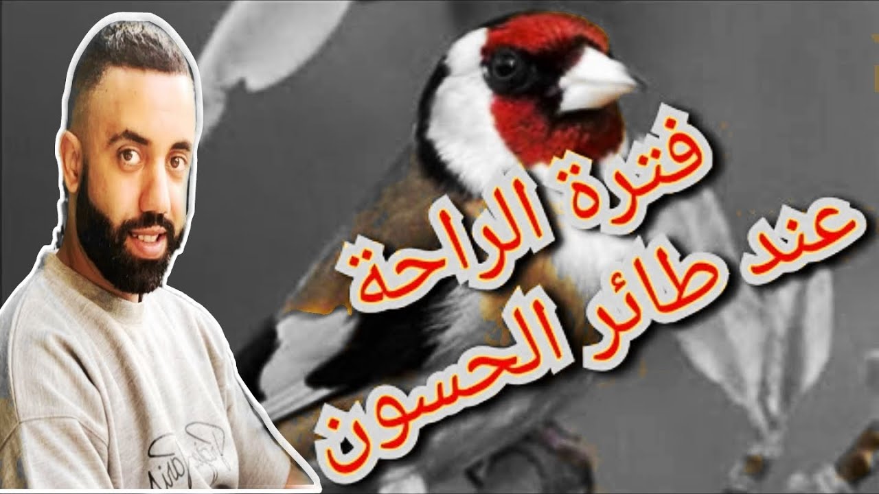 كيف تتعامل مع طائر الحسون في فترة الراحة 😴