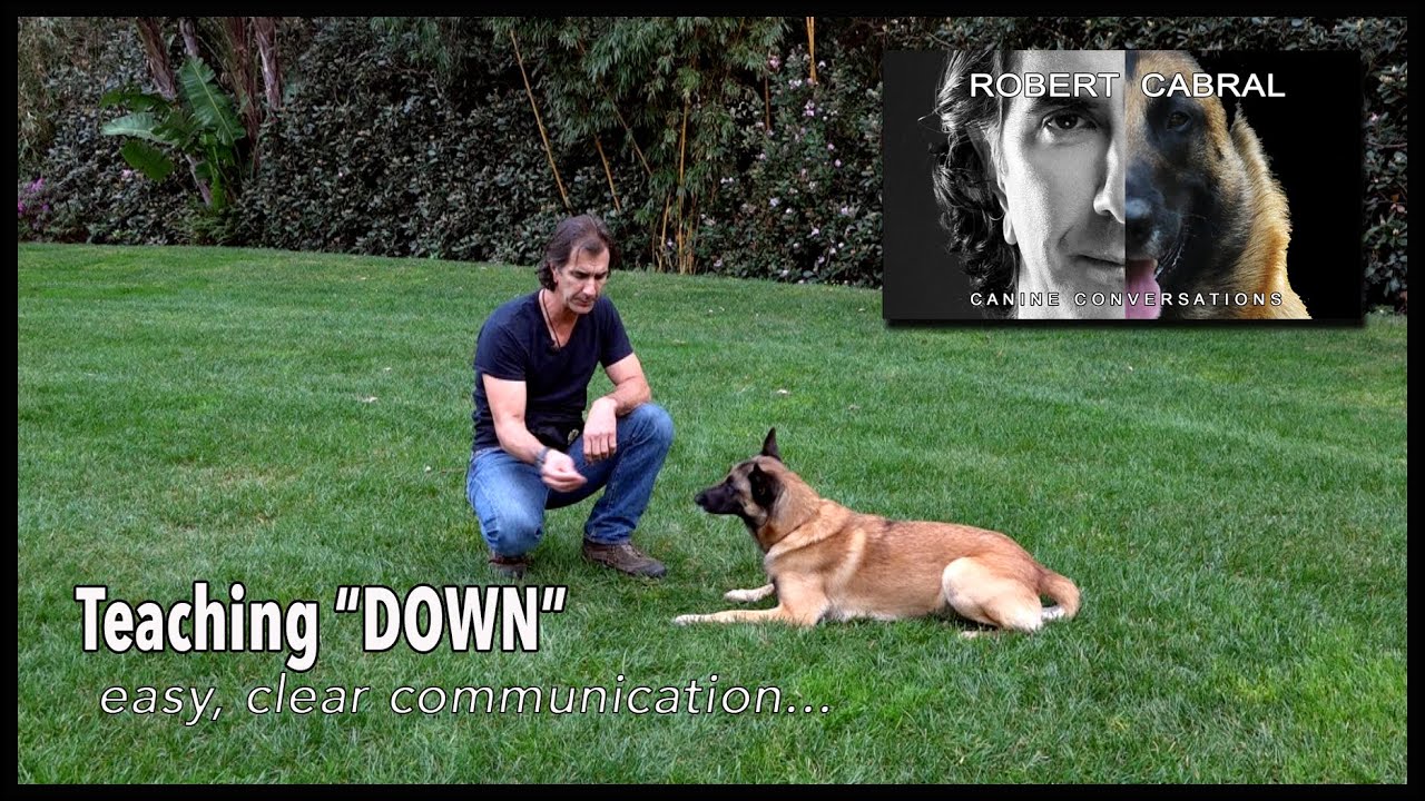 The DOWN Command - Robert Cabral Dog Training #15