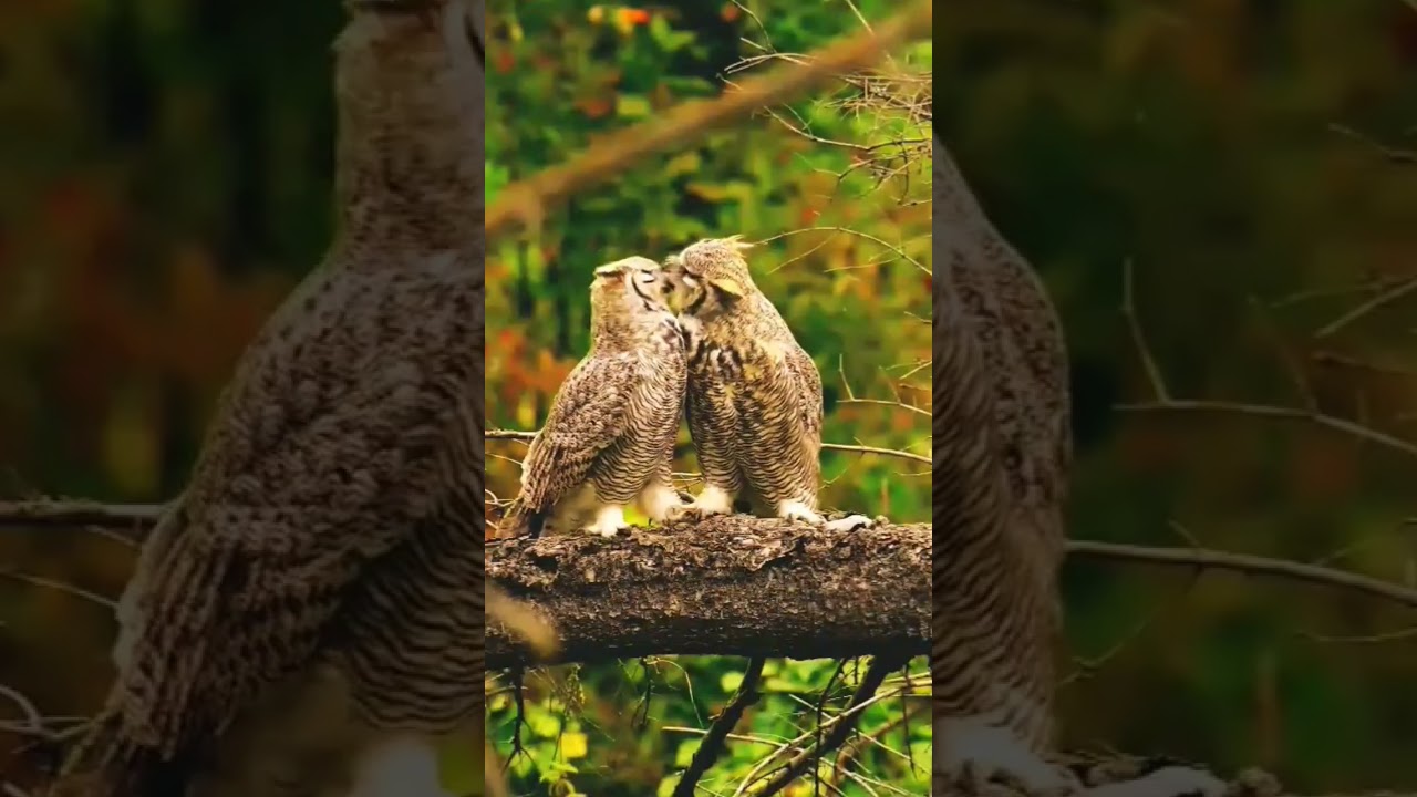 #best_birds_of_ig&nbsp;#allmightybirds&nbsp;#bns_birds&nbsp;#birdlover&nbsp;#birds_captures&nbsp;#birdie&nbsp;#birdextreme&nbsp;#
