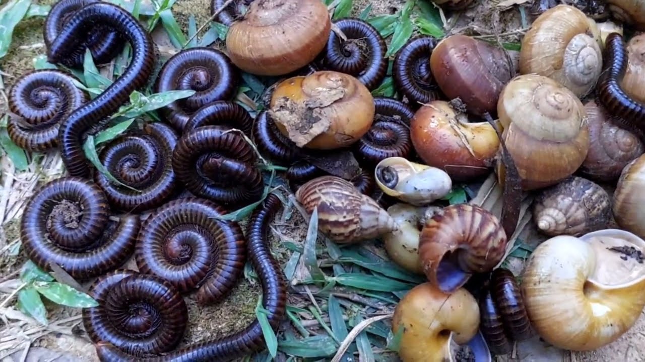 In the morning snails#and millipedes shelter inthe leaves#millipedes#snails#insects#