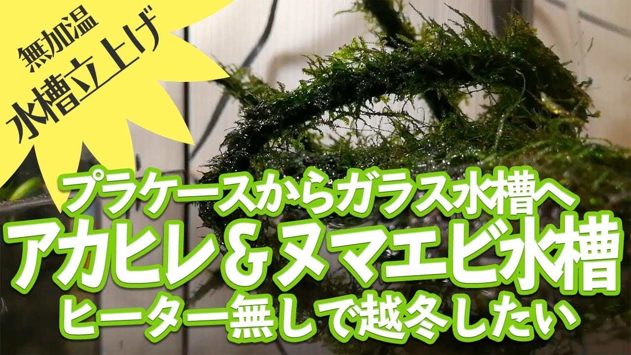 [水槽立ち上げ]アカヒレ＆ミナミヌマエビ無加温水槽 【ビバアクア】