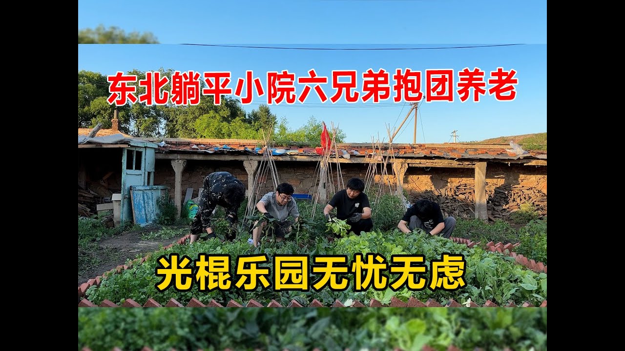 光棍小院菜园大丰收，兄弟几人分收成吃海鲜喝小酒，温馨惬意的生活