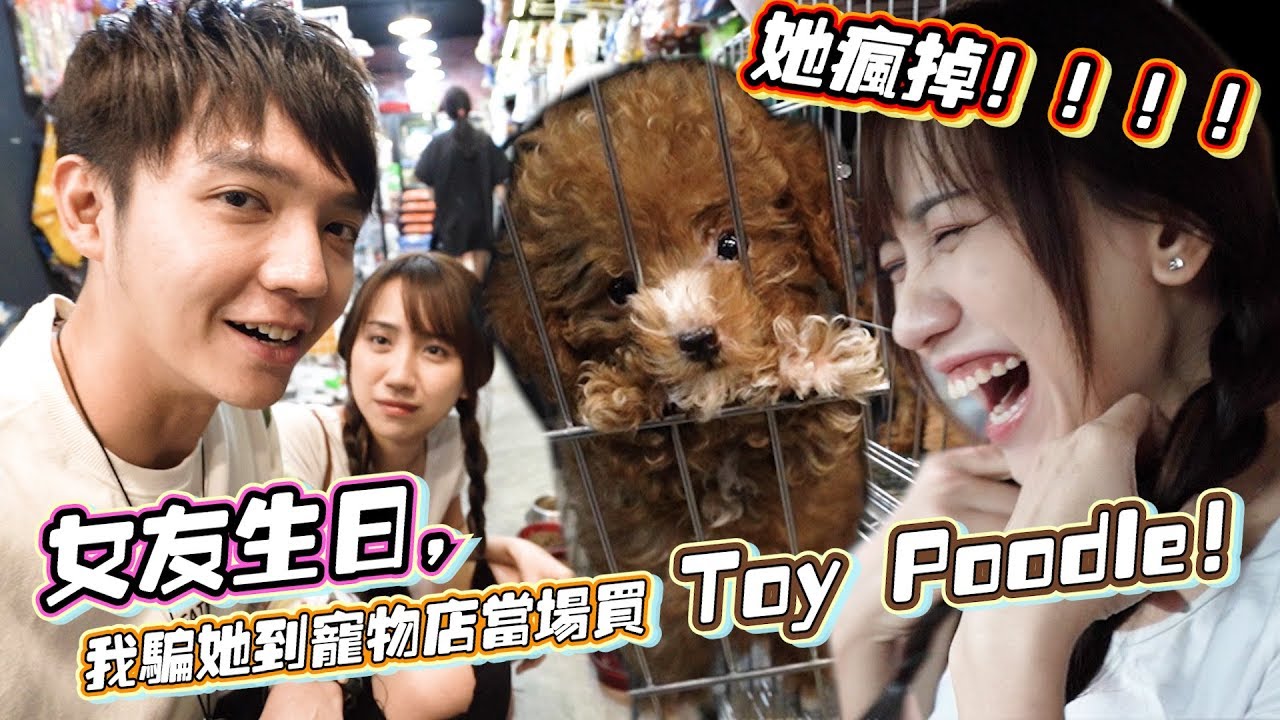 女友生日，我骗她到宠物店当场买Toy Poodle，Gladish疯掉！2018第一次见Potato的珍贵画面～