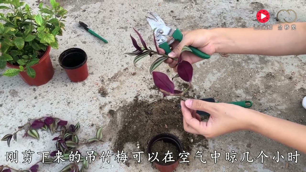 吊竹梅扦插有窍门，学会这些，几根枝条就能枝繁叶茂爆盆！