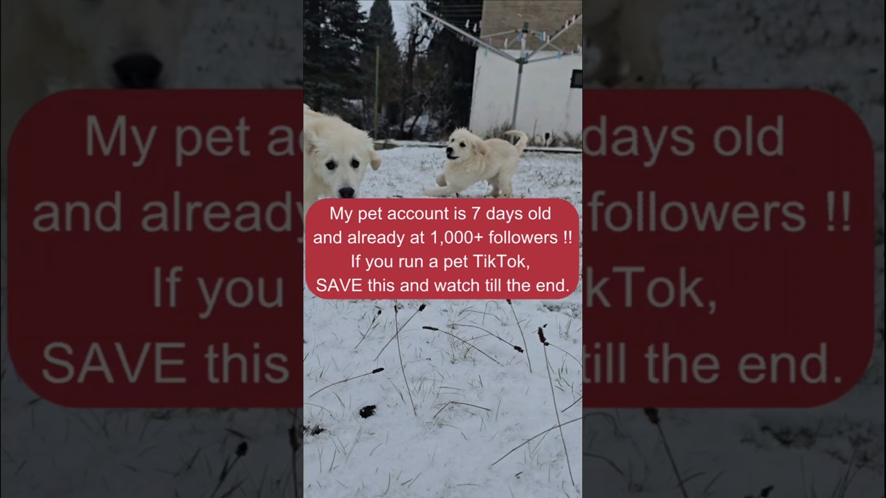 Pet account to 1K in 7 days Save this & grow fast with proven steps