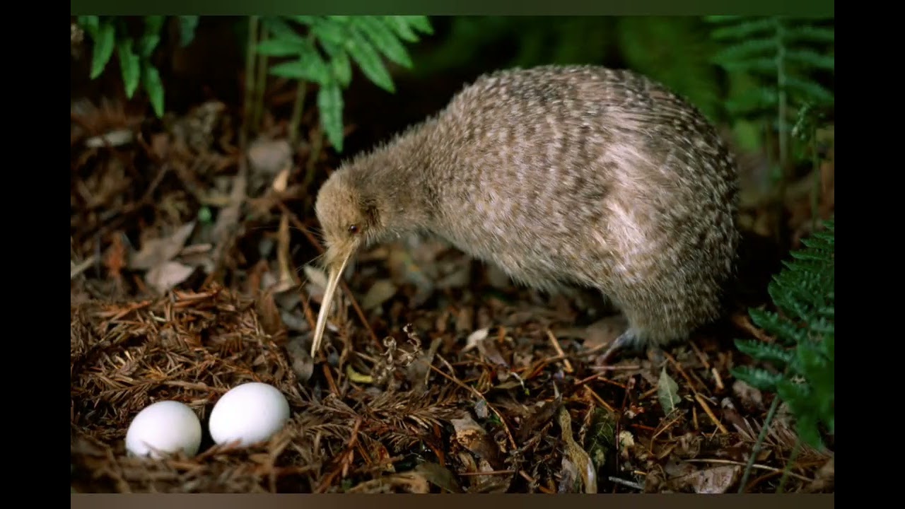 Le kiwi