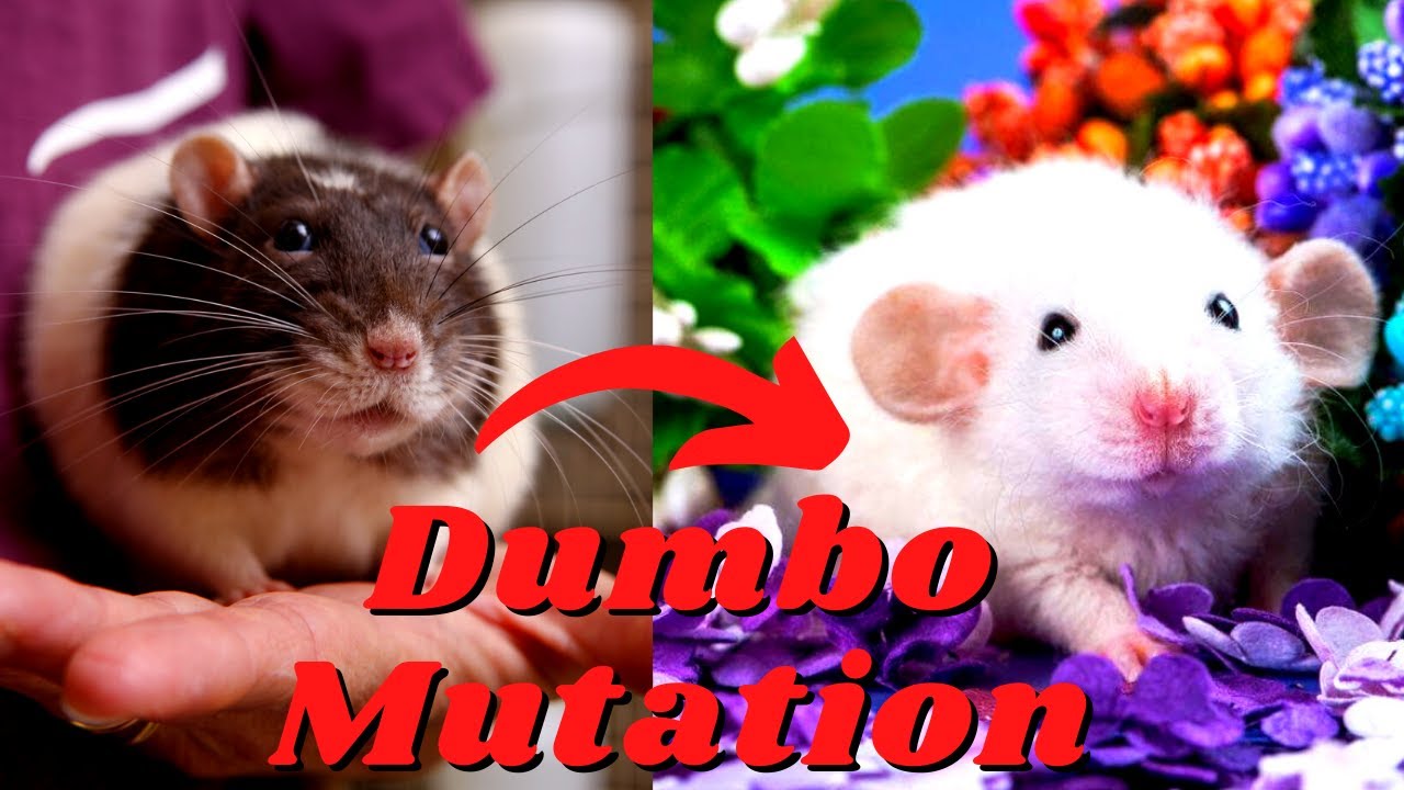 Dumbo Rats: The Cutest Rat Variant?