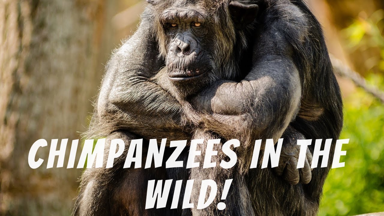 Mother and baby chimpanzee in the wild|Gombe Island|Tanzania