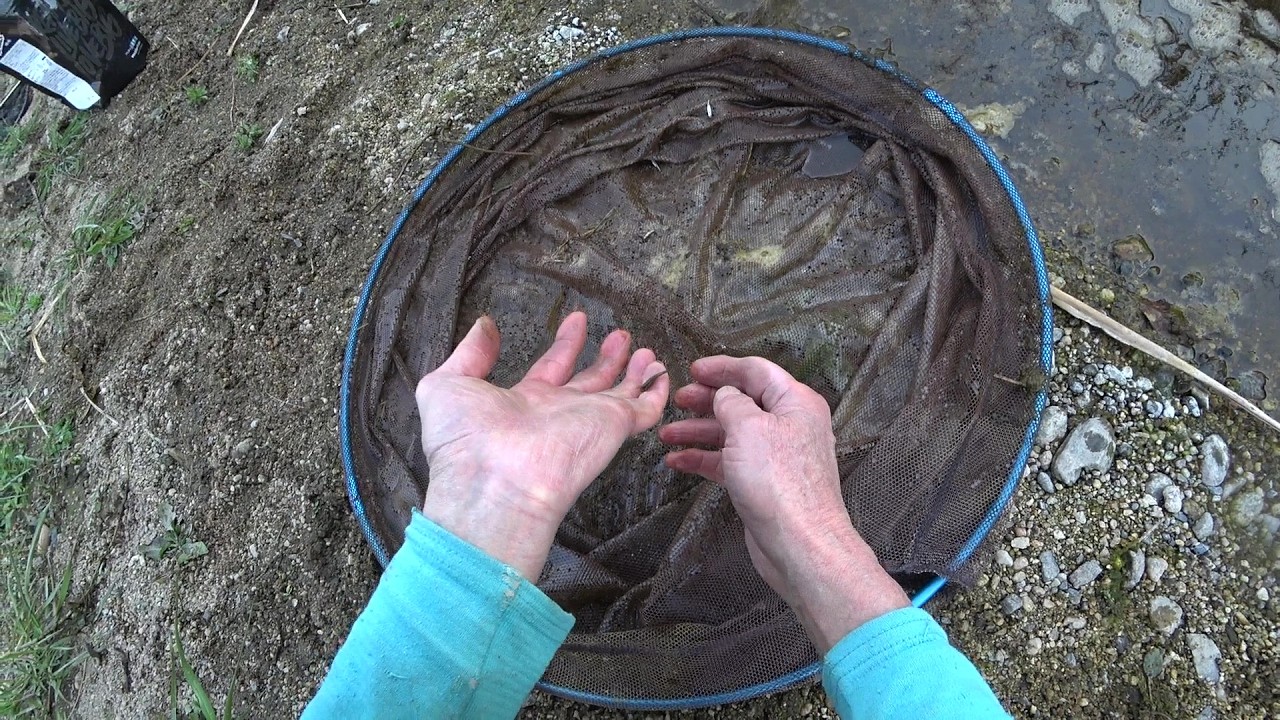 Nature Wonderland; the third target minnow required a long identification process 20260317