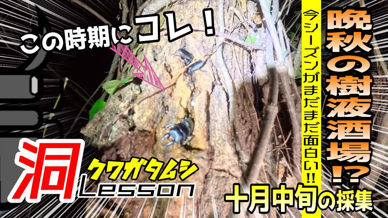 採集シーズン継続中！晩秋なのにノコギリまでも居た⁉【クワガタムシ】