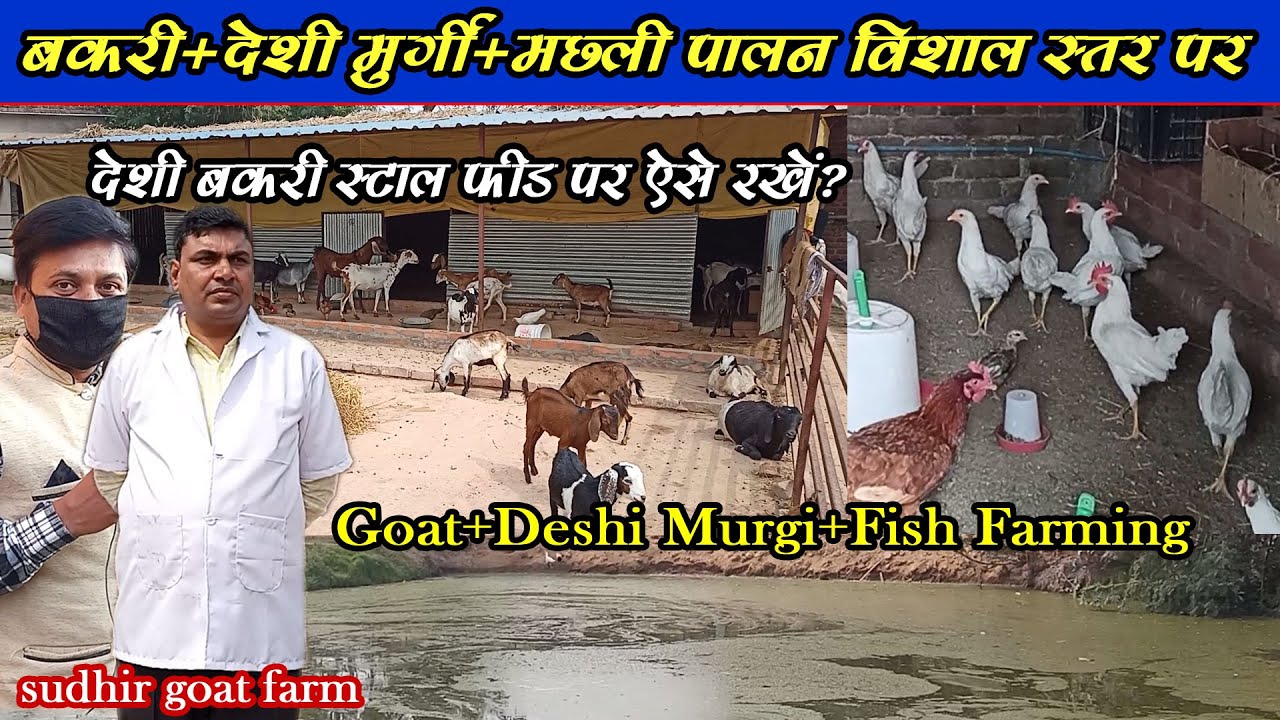 देशी बकरी+देशी मुर्गी+मछली पालन विशाल स्तर पर‌ एक साथ ।। Deshi Bakri+Deshi Murgi+ Fish Farming
