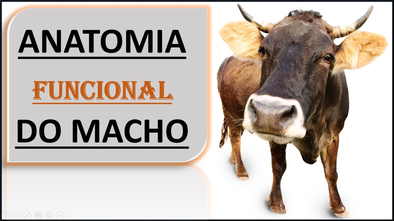 Fisiologia da Reprodução; Anatomia Funcional do Macho; I