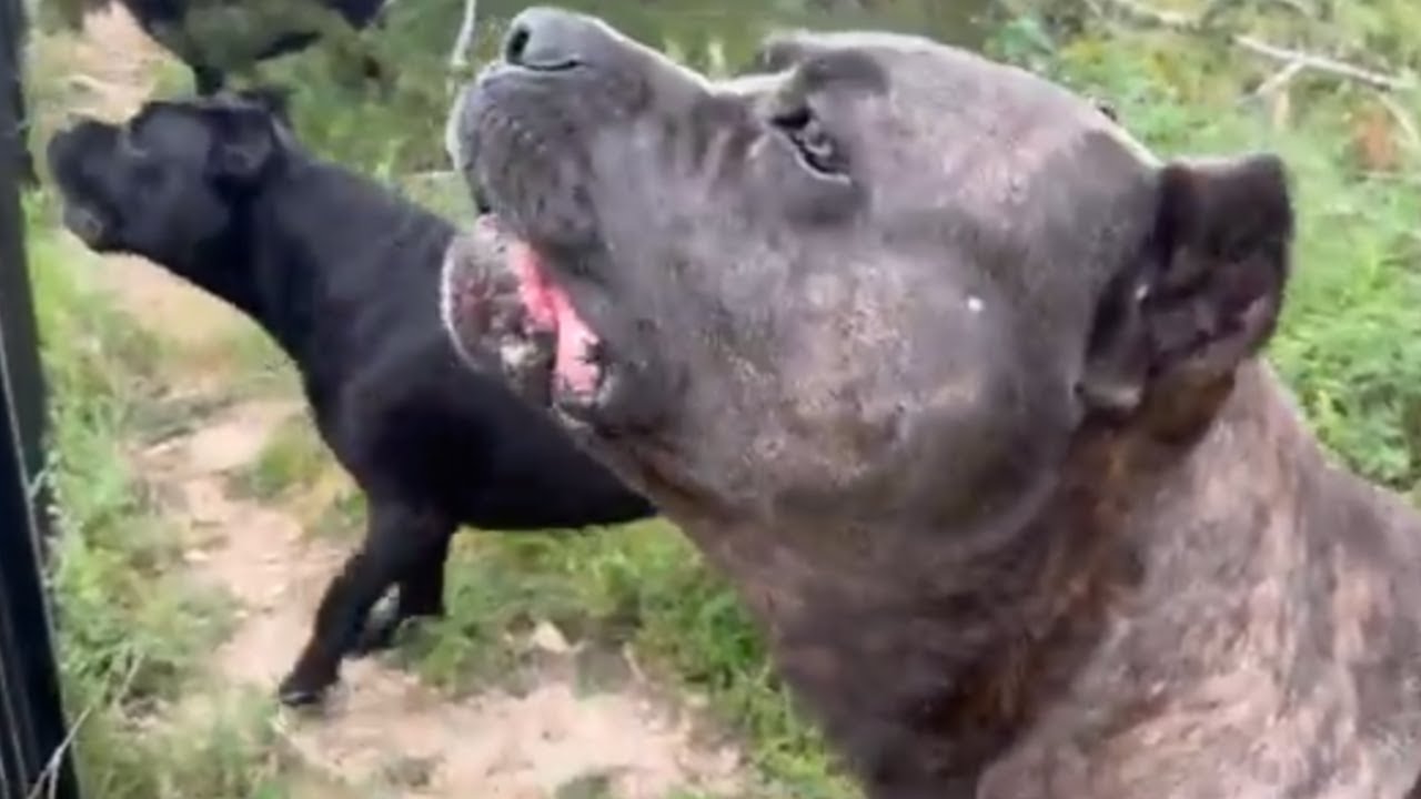 CANE CORSO Protection in ACTION! Best Guard Dog