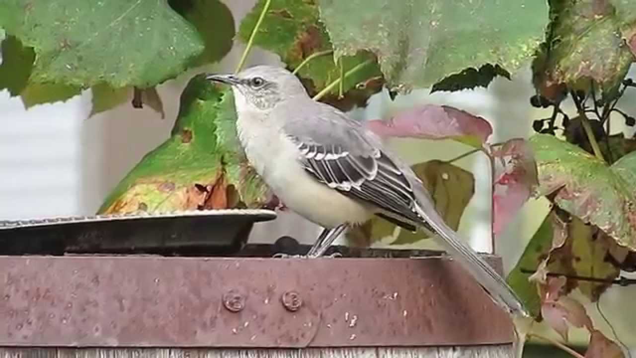 mockingbird in our backyard