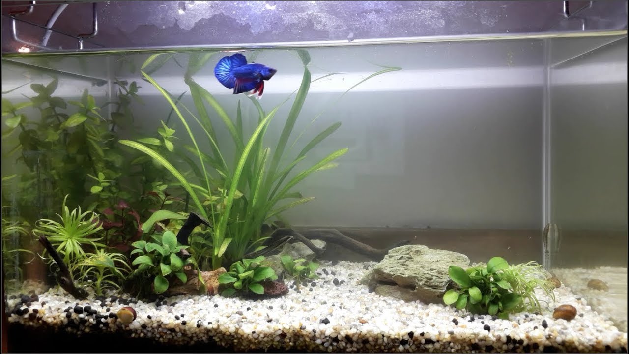 Moving Betta Low Tech Planted Tank ANIOKI to New Home