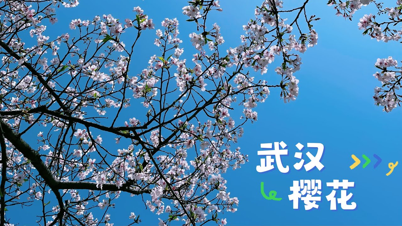 疫情三年后 2023武汉东湖樱园首开放，人山人海赏樱花～