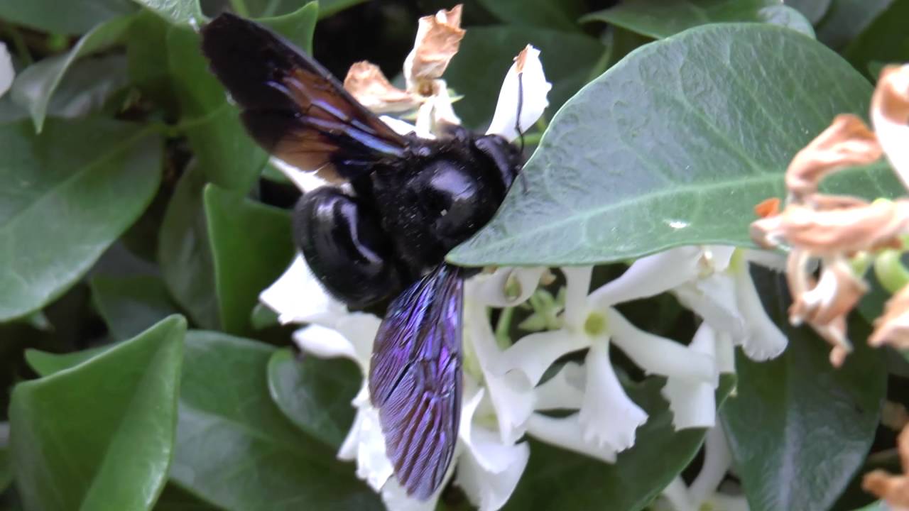 Xylocopa violacea