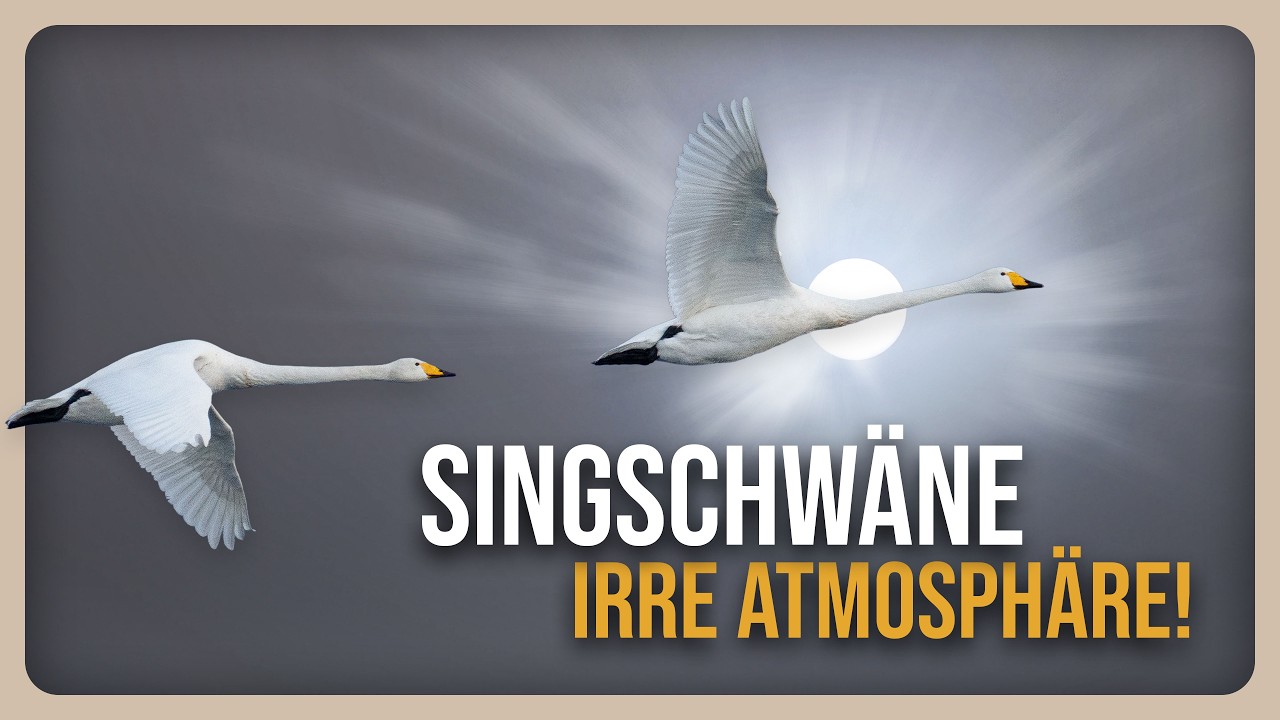 Unglaubliche Stimmung! Schwäne im dichten Nebel gefilmt 🦢📷 | Naturbegeisterung Leben