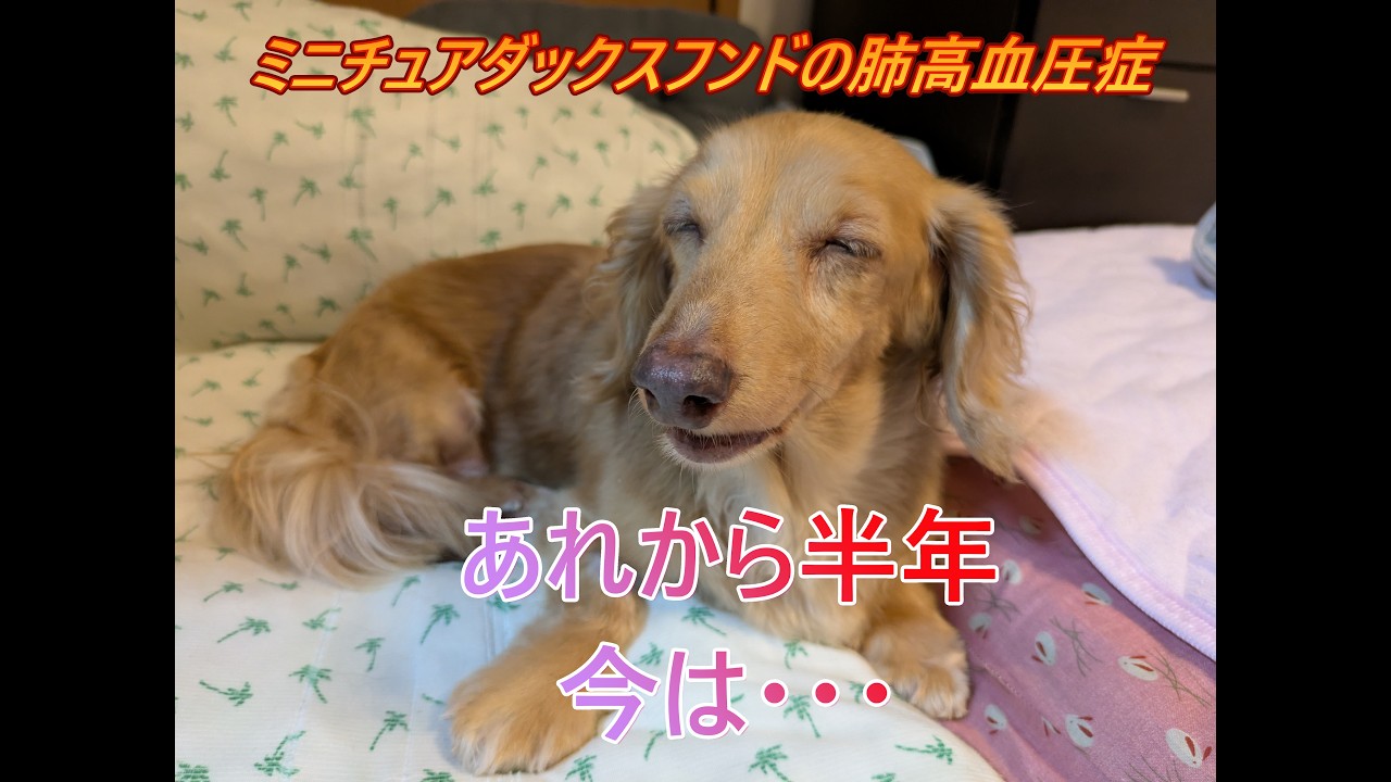 ミニチュアダックス肺高血圧症その後