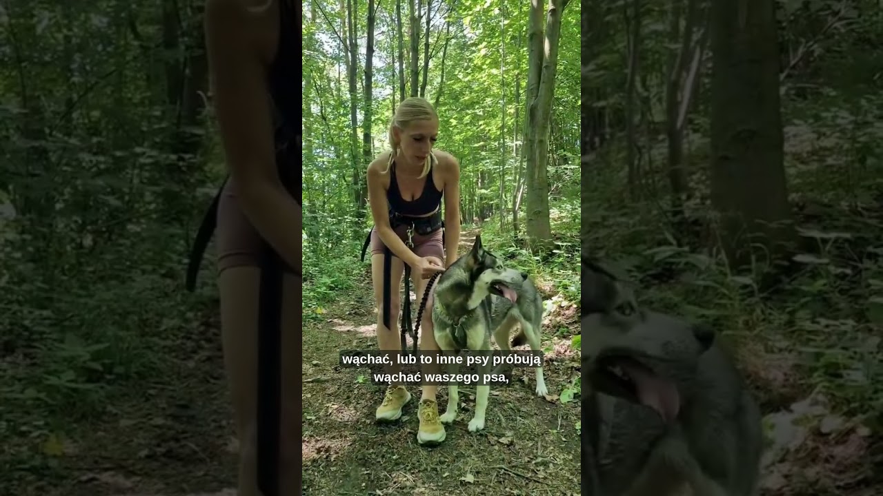 Praktyczne porady jak się przygotować na bieg z psem