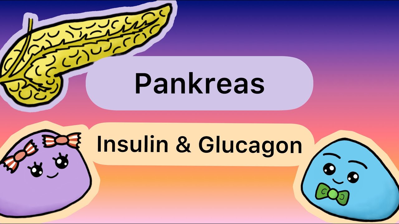 Hormone der BAUCHSPEICHELDRÜSE (Insulin & Glucagon)