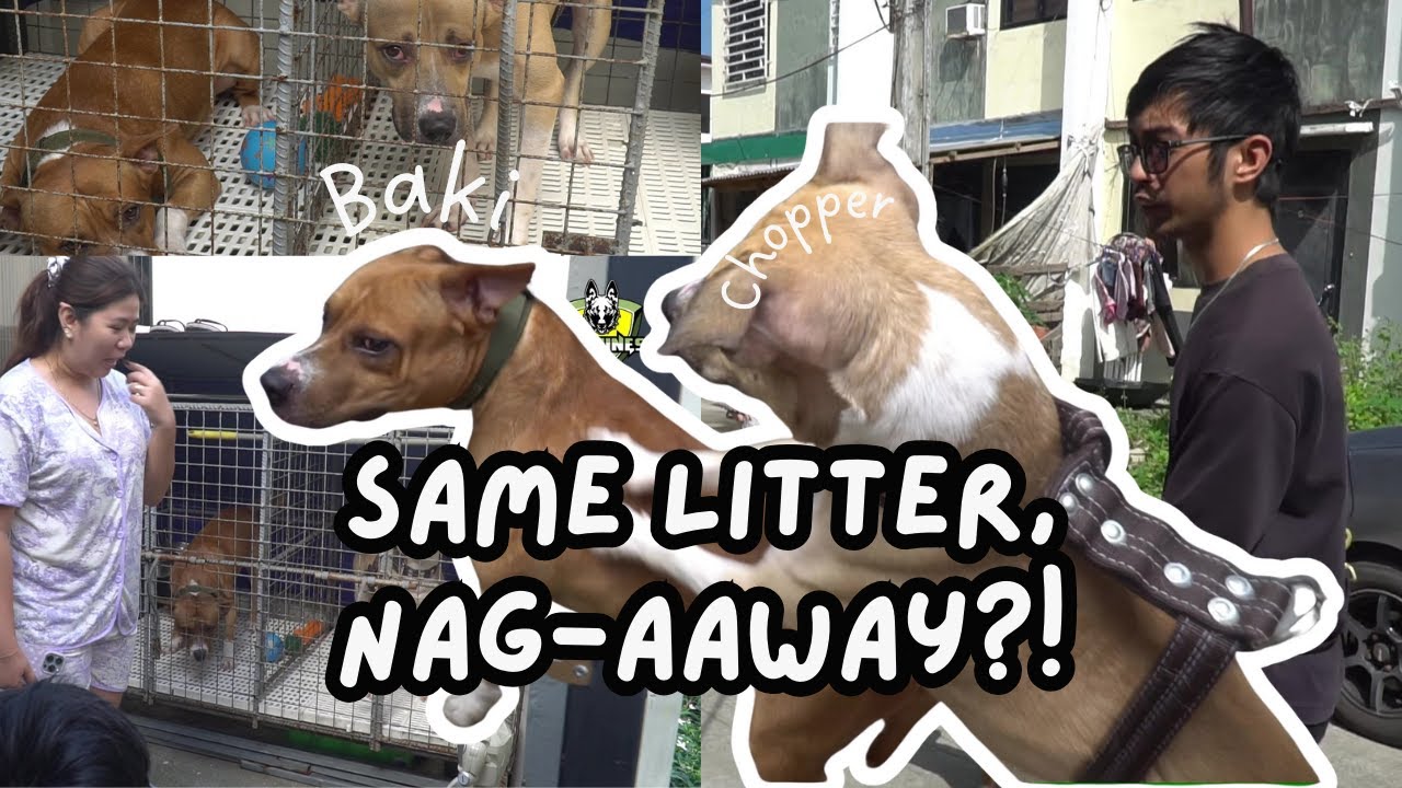 Baki and Chopper, Same Litter, Nag-aaway?! #dogtraining