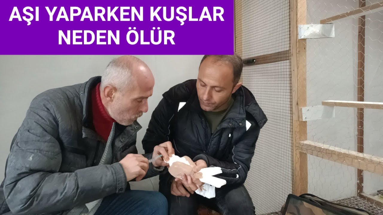 GÜVERCİNLERDE AŞILAMA NASIL OLUR FAYDALARI NELER AŞILAMA NASIL YAPILIR