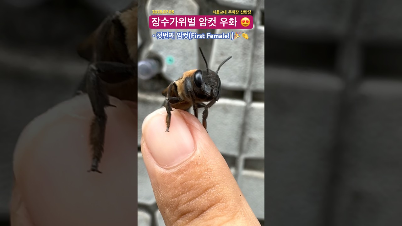[SNUE-A643]🎭드뎌! Black Mask 장수가위벌 암컷 탄생! 온갖 어려움과 기생을 극복하고 우화에 성공한 암컷 1호 개체. #생물관찰 #짝짓기 #서울교대