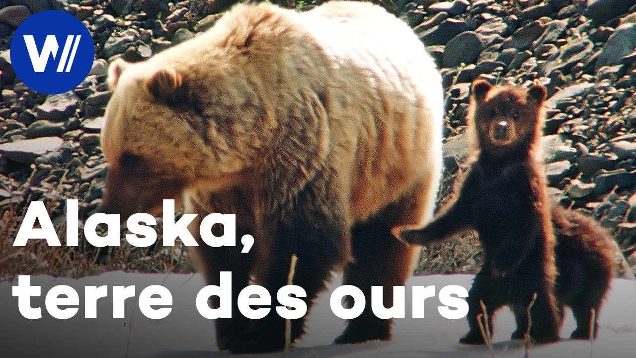 Maman ourse et ses oursons : Chasse au saumon avec les ours Kodiak et jeux avec les Grizzlies