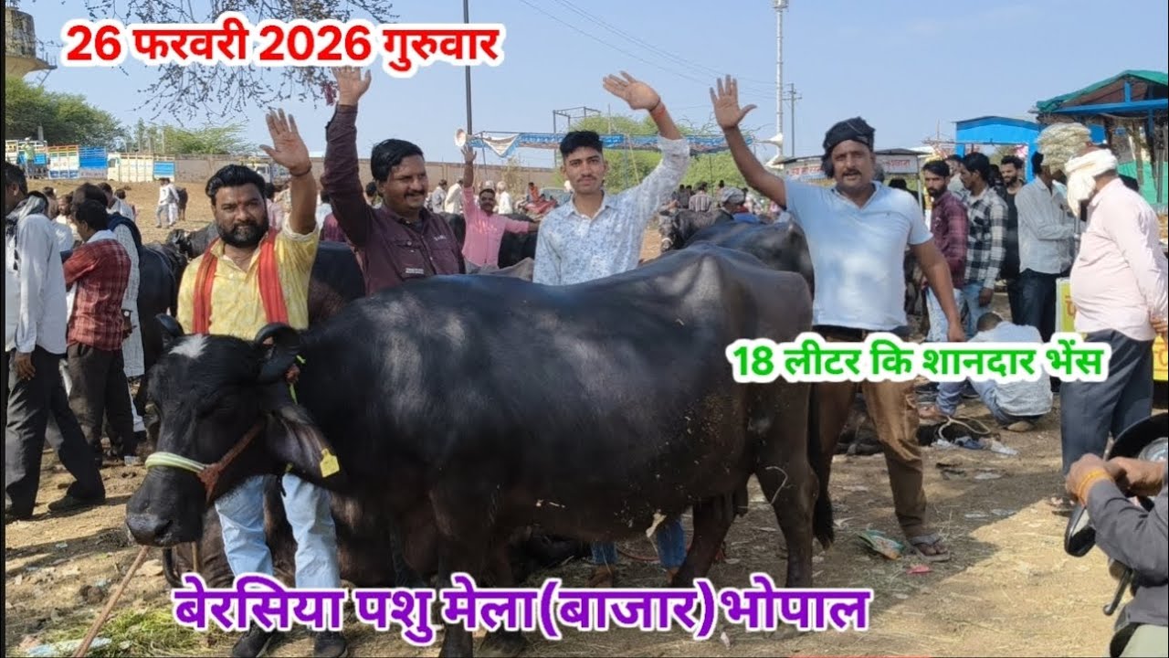 बेरसिया पशु मेला (बाजार) भोपाल 🐃🐂 शानदार टॉप भैंस 12 से 18 लीटर तक 
