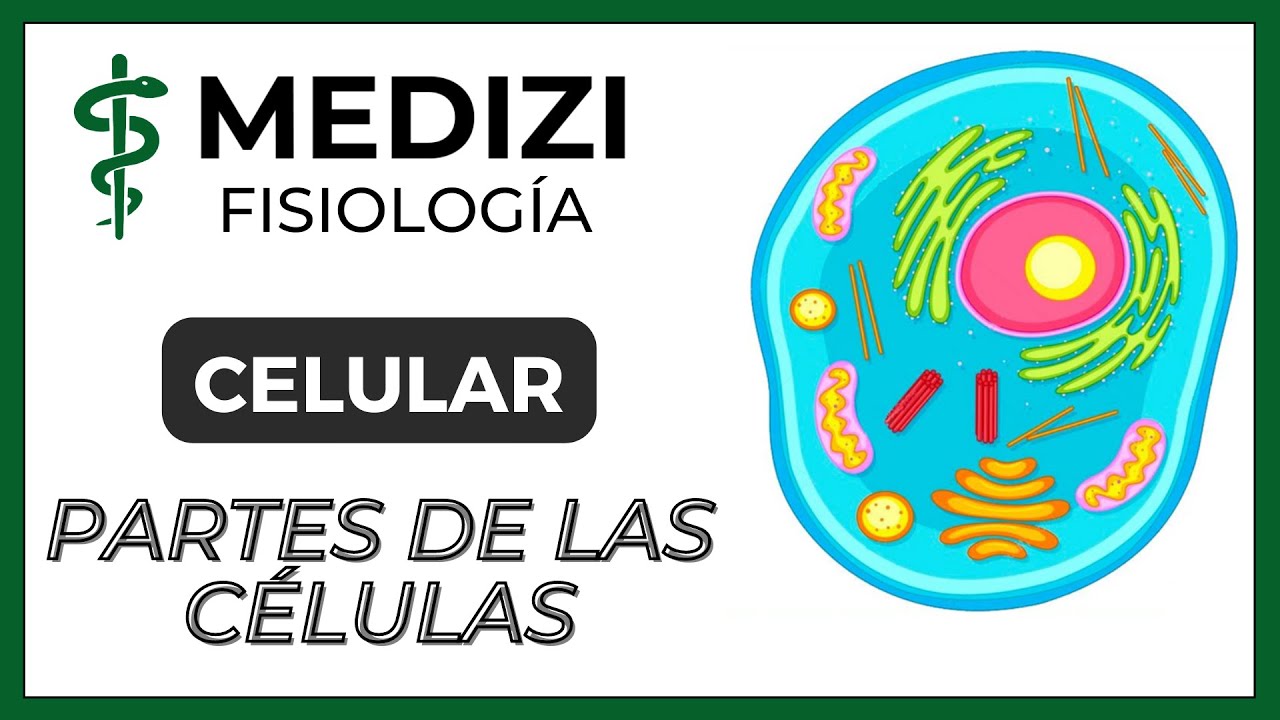 Fisiolog&iacute;a Celular - La C&eacute;lula, partes y funciones  (IG:@doctor.paiva)
